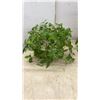 Image 7 : Trio of Houseplants: Tradescantia Inch Plant, Jade Plant, and Snake Plant