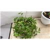 Image 8 : Trio of Houseplants: Tradescantia Inch Plant, Jade Plant, and Snake Plant