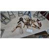 Image 4 : Assorted Jack Stands and Spring Clamps