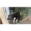 Image 5 : "New Discoveries" by Vikki Meyer Framed Limited Signed Edition Print 628/2007, Labrador Puppies