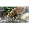 Image 6 : "New Discoveries" by Vikki Meyer Framed Limited Signed Edition Print 628/2007, Labrador Puppies
