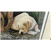 Image 7 : "New Discoveries" by Vikki Meyer Framed Limited Signed Edition Print 628/2007, Labrador Puppies