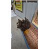 Image 6 : Vintage Chandelier and Blue and Cream mini Trunk with Red and White Interior