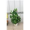 Image 4 : 5 Artificial Plants in Pots