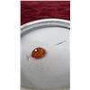 Image 10 : Orange Tourmaline and Orange Spessartite Garnet Gemstones