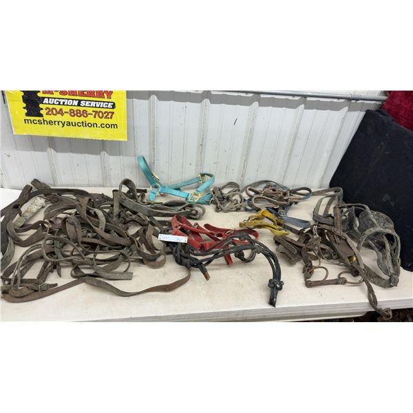 Lots of Horse Bridal / Halters and Leather Straps