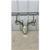 Image 1 : Deer Antlers with Human Cast Face Mask