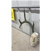 Image 5 : Deer Antlers with Human Cast Face Mask