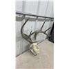 Image 6 : Deer Antlers with Human Cast Face Mask