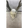 Image 8 : Deer Antlers with Human Cast Face Mask