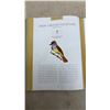 Image 10 : Bird Songs: 250 North American Birds in Song and Illustrations by Les Beletsky