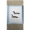 Image 3 : Bird Songs: 250 North American Birds in Song and Illustrations by Les Beletsky