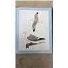 Image 5 : Bird Songs: 250 North American Birds in Song and Illustrations by Les Beletsky