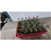 Image 4 : Coca-Cola Crate with Bottles, Glass Jug with Handles, Assorted Glass Insulators