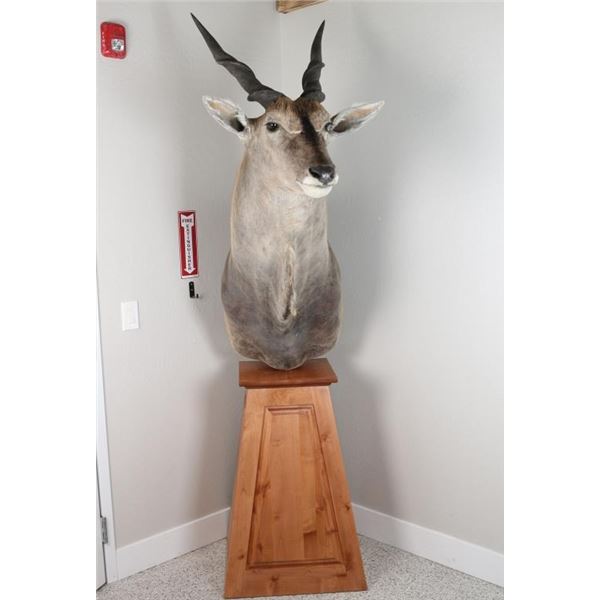 Eland Taxidermy Shoulder Mount