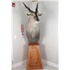 Image 1 : Eland Taxidermy Shoulder Mount