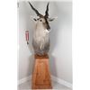 Image 2 : Eland Taxidermy Shoulder Mount