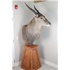 Image 3 : Eland Taxidermy Shoulder Mount