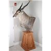 Image 4 : Eland Taxidermy Shoulder Mount