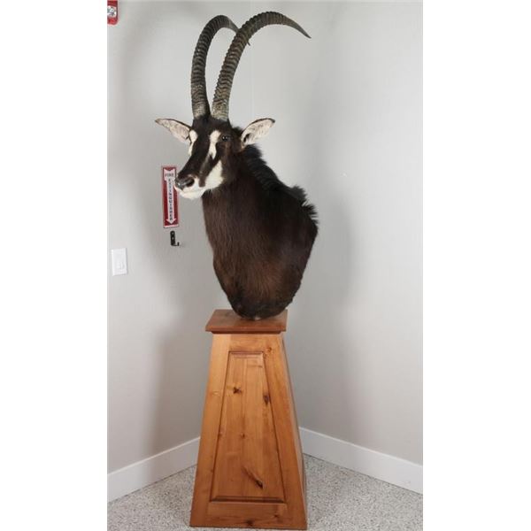 Sable Taxidermy Shoulder Mount
