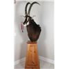 Image 1 : Sable Taxidermy Shoulder Mount
