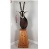 Image 2 : Sable Taxidermy Shoulder Mount