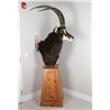 Image 3 : Sable Taxidermy Shoulder Mount