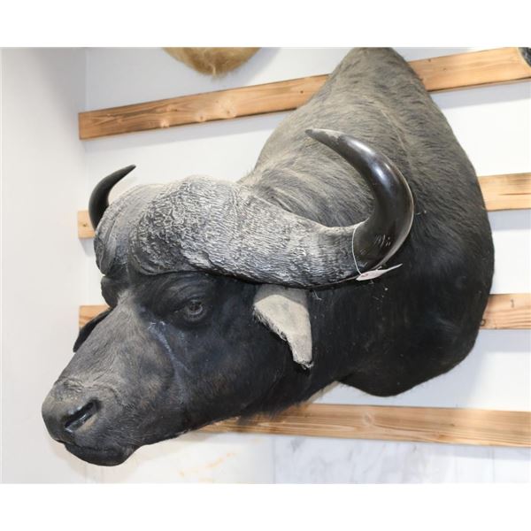Cape Buffalo Taxidermy Shoulder Mount