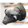Image 1 : Cape Buffalo Taxidermy Shoulder Mount