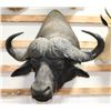 Image 2 : Cape Buffalo Taxidermy Shoulder Mount