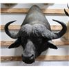 Image 3 : Cape Buffalo Taxidermy Shoulder Mount