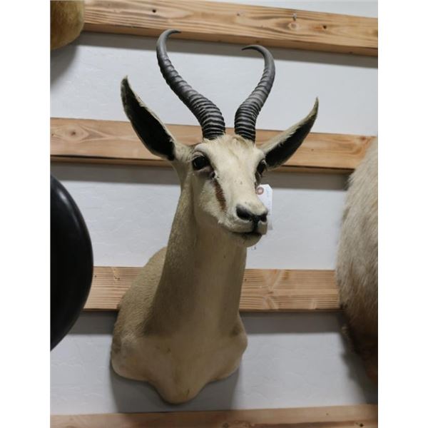 Springbuck Taxidermy Shoulder Mount