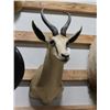 Image 1 : Springbuck Taxidermy Shoulder Mount