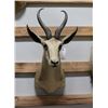 Image 2 : Springbuck Taxidermy Shoulder Mount