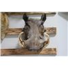 Image 2 : Warthog Mount