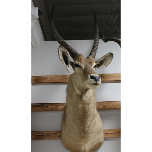 Waterbuck Taxidermy Shoulder Mount