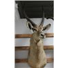 Image 1 : Waterbuck Taxidermy Shoulder Mount