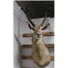 Image 2 : Waterbuck Taxidermy Shoulder Mount