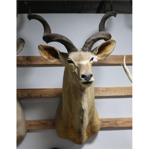 Kudu Taxidermy Shoulder Mount