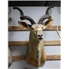 Image 1 : Kudu Taxidermy Shoulder Mount