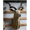Image 2 : Kudu Taxidermy Shoulder Mount