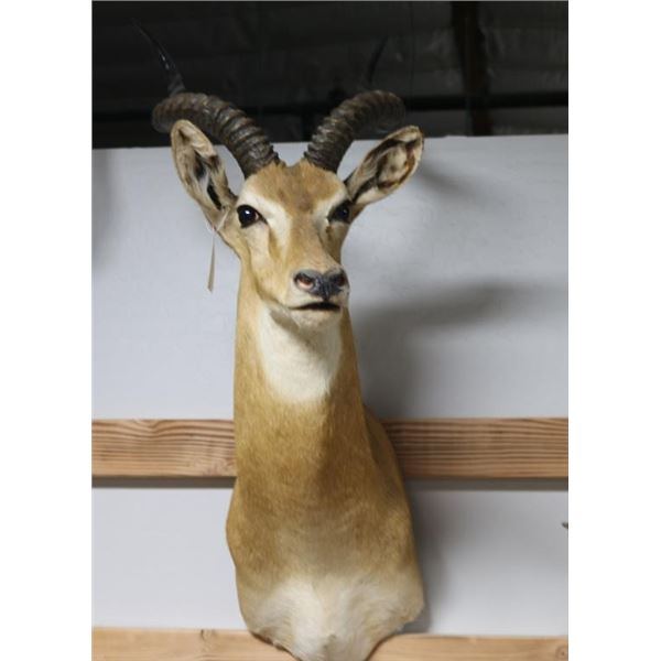 Impala Taxidermy Shoulder Mount