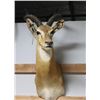 Image 1 : Impala Taxidermy Shoulder Mount