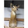 Image 2 : Impala Taxidermy Shoulder Mount