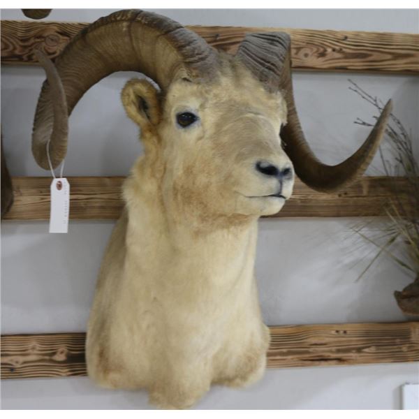 Doll Sheep Taxidermy Shoulder Mount