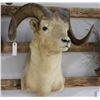 Image 1 : Doll Sheep Taxidermy Shoulder Mount