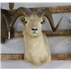 Image 2 : Doll Sheep Taxidermy Shoulder Mount