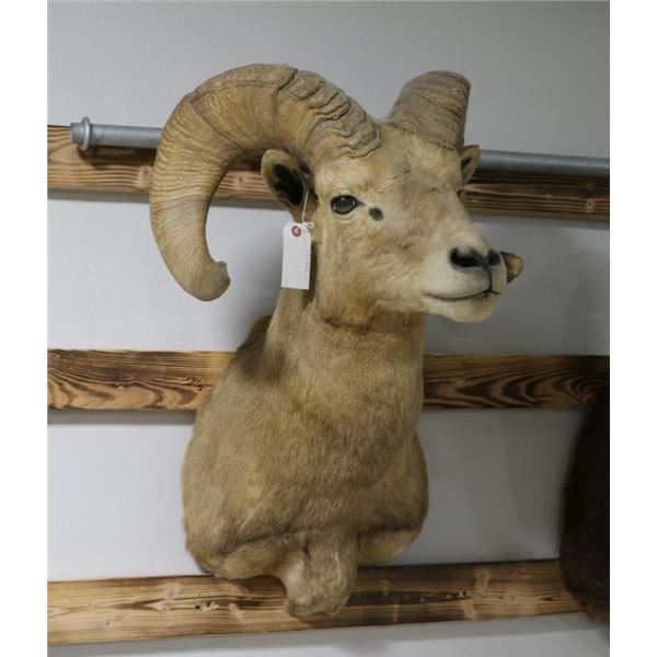 Desert Big Horn Sheep Taxidermy Shoulder Mount