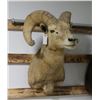 Image 1 : Desert Big Horn Sheep Taxidermy Shoulder Mount