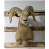 Image 2 : Desert Big Horn Sheep Taxidermy Shoulder Mount